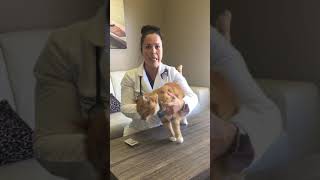 How To Apply Topical Medication to Your Pet [upl. by Eveineg500]