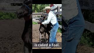 What is the difference foal colt filly horse babyanimals babyhorse harness ranch farming [upl. by Zeena739]