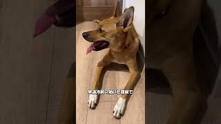 【元保護犬らんまるとなな】今日も暑かった！ shorts dog かわいい 可愛いわんこ かわいい犬犬 子犬 雑種犬飼ってると毎日楽しい 雑種犬 元保護犬 [upl. by Seda]