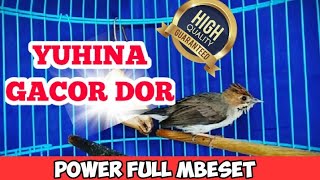 MASTERAN BURUNG YUHINA GACOR NGEROL PANJANG [upl. by Adnert]