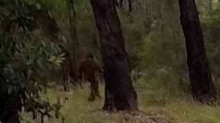 Yowie Bigfoot Torments Bush Campers [upl. by Yorke]