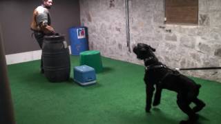 Giant Schnauzer quotCooperquot [upl. by Reppart]