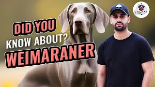 Did You Know About Weimaraner Dog  Explained In 2 Minutes [upl. by Hitchcock]