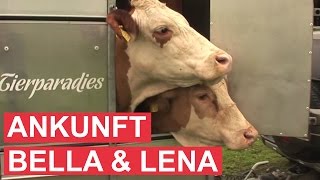 Gut Aiderbichl Moosfeldhof Kühe Bella und Lena [upl. by Arahk926]