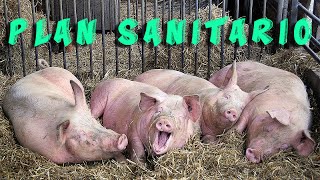 Cuidar y mantener limpio a los cerdos y sus corrales  Swine Health Plan [upl. by Poyssick]