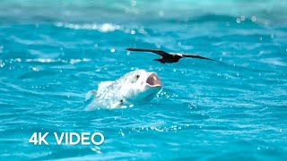 Fish vs Bird  4KUHD  Blue Planet II  BBC Earth [upl. by Eberto498]