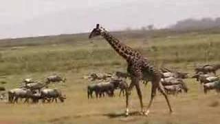 Giraffe running in herd of cattle Kenya [upl. by Ameerak]