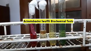 Acinetobacter lwoffii Biochemical Tests Demonstrations [upl. by Freida341]