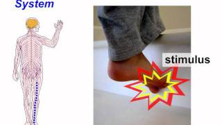 Human Nervous System  Science KSSM Form 3  Chapter 1 Stimuli and Reaponse [upl. by Leduar]