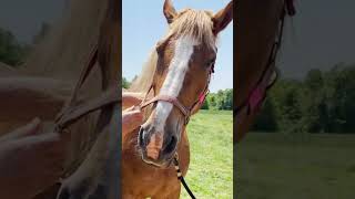 INSTANT REACTION QUICK HORSE NECK ADJUSTMENT 🐴 Animal Chiropractor [upl. by Mariele692]