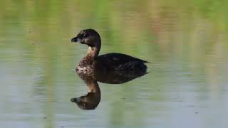 Pied billed Grebe 20230829 [upl. by Laenaj]