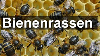 Rassenfrage Schutz der BienenUnterarten und warum die BuckfastZucht viel zerstört [upl. by Aihsekin]