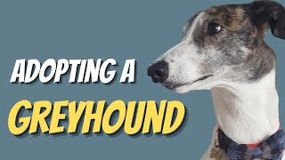 Adopting A Retired Racing Greyhound [upl. by Abita]