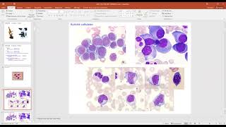 Phase socle 20222023  Cytologie et cytometrie de flux [upl. by Ttayh]