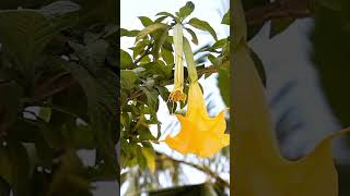 Brugmansia [upl. by Dahsar]