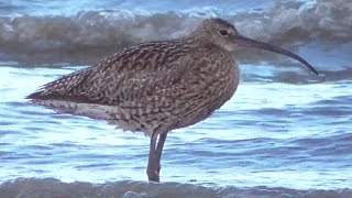 4 Whimbrels amp a Bartailed Godwit [upl. by Ahseen]