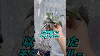 【アガベ女子】チタノタブルー発根させてみよう‼️アガベagaveアガベ初心者アガベチタノタ 多肉植物succulents succulent shorts codex [upl. by Lemuel31]