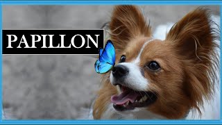 PAPILLON  El perro mariposa [upl. by Kermie]