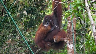 2 Borneo  Hoogtepunten van Maleisië [upl. by Assirahs]