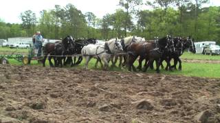 North Carolina Work Horse and Mule Association [upl. by Takara31]