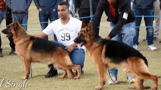 German Shephard Dog Show [upl. by Auka607]