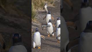 Hilarious Penguin Parade Waddle with Laughter [upl. by Akemehs]