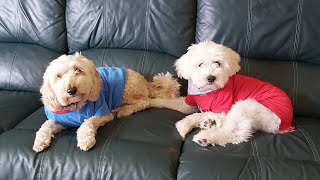 Pup Life Mikko and Teddy Party AftermathSeason 1 Episode 2 [upl. by Sura]