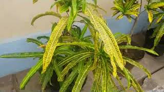 Garden Croton  Codiaeum variegatum  Puring  Native to Indonesia Malaysia  Australia [upl. by Llemart]