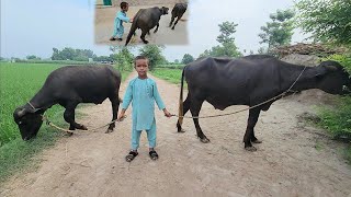 Buffalo race  Buffalo race videos  Chacha Bhatija [upl. by Noslien189]