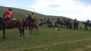 Kyrgyz horse wrestling Er Enish Эр эңиш at Song Kul Lake Kyrgyzstan [upl. by Damas969]