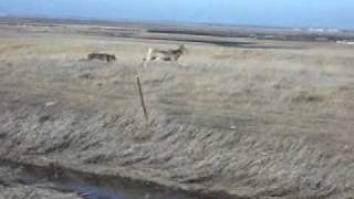 Weimaraner Vs Deer [upl. by Doowrehs]