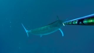 Spearfishing 500lb Black Marlin  Best Video [upl. by Ayam210]