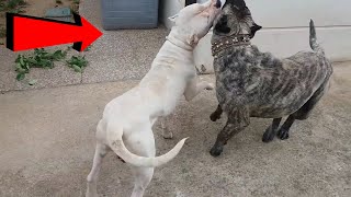 Presa Canario capaz de Derrotar aun Poderoso Dogo Argentino dogo argentino vs presa canario [upl. by Akimyt]