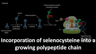 Selenocysteine incorporation into a growing polypeptide chain [upl. by Lathrop]