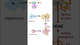 Cytochrome Malayalam pharmacology metabolism malayalam [upl. by Giltzow166]