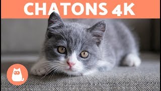 CHATONS en 4K  Vidéos de Chatons en 4 K [upl. by Fesuoy]