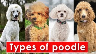 Different Types of Poodle Dog Breeds  Types of Poodle Dog  Poodle Dog Types [upl. by Bronson]