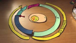 The Cell Cycle Stop Motion Video Project [upl. by Nigel]