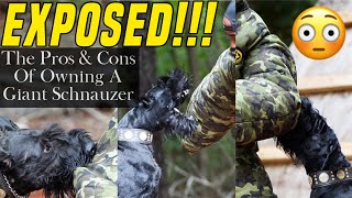 Giant Schnauzer Protection Dogs Everything You Need to Know  RoyalGiantSchnauzerscom [upl. by Arualana]