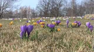 Crocuses on Evening Island [upl. by Nois]