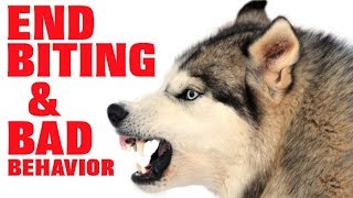 Easily STOP Husky Aggression Biting Nipping And More Works For All Breeds [upl. by Wicks]