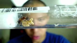 Camponotus maculatus Queen with first Nanitic What to do next by AntsCanada [upl. by Aynod]