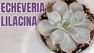 suculentas echeveria lilacina donsuculento [upl. by Arihsat]