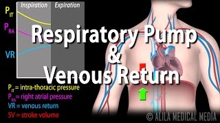 How Respiratory Pump Affects Venous Return Animation [upl. by Accemahs]