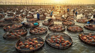 How to Millions of Mud Crab Farming in Box  Soft Shell Mud Crab Farming Technology in Asian [upl. by Analim]