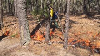 NJ Forest Fire Service Prescribed Fire at the Black Run Preserve [upl. by Robina]