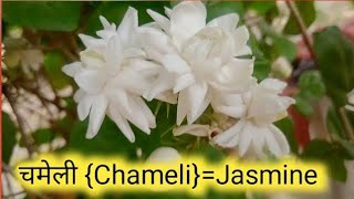 Chameli Flower  Jasmine Flower  Beutiful Flower Video  No Copyright Music trendingvideo [upl. by Hertz]