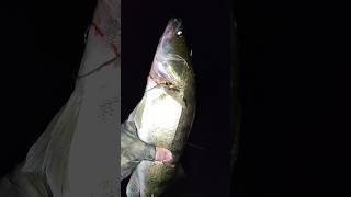 Night Zander in Minsk zanderfishing zander fishing fish shorts catchandrelease fishinglife [upl. by Lyret]