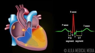 Cardiac Conduction System and Understanding ECG Animation [upl. by Gilmour]