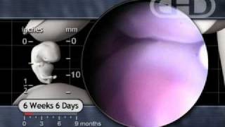 Can you Feel Pregnancy Symptoms Straight after Ovulation [upl. by Dreda653]